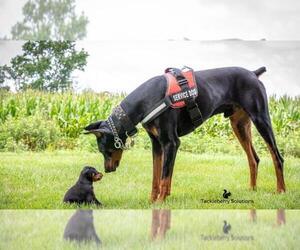 Doberman Pinscher Dog Breeder near MOUNT OLIVE, NC, USA