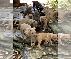 American Pit Bull Terrier-Bullypit Mix Dog Breeder near MARBLE FALLS, AR, USA
