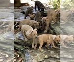 Small breeder photo
