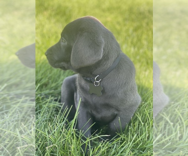 Medium Photo #17  Breeder Profile in OUTLOOK, WA, USA