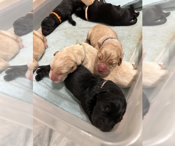 Medium Photo #4  Breeder Profile in LIBERTY, SC, USA