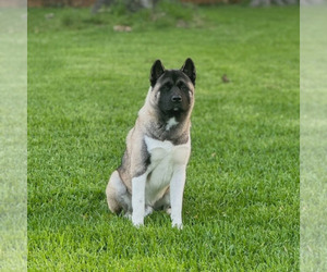 Akita Dog Breeder near LAKEBAY, WA, USA