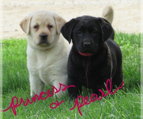 Medium Photo #8  Breeder Profile in LOUDONVILLE, OH, USA