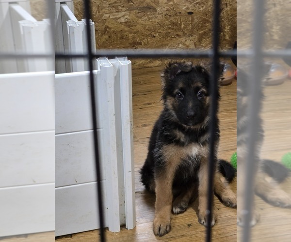 Medium Photo #3  Breeder Profile in LA FAYETTE, NY, USA