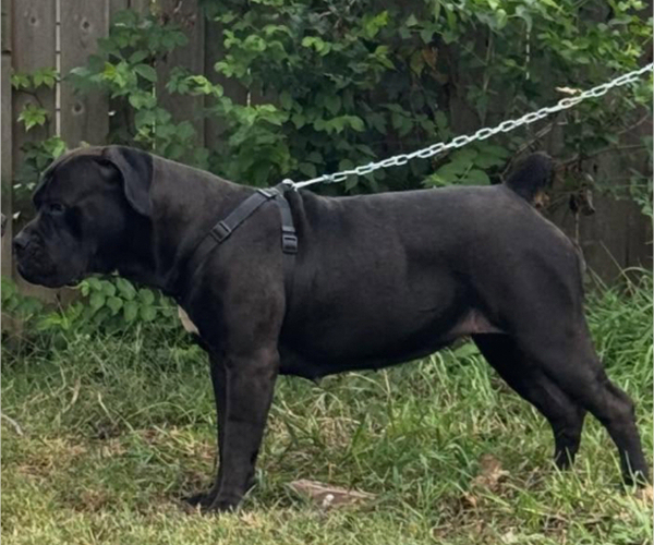 Medium Photo #10  Breeder Profile in BELLEVUE, NE, USA