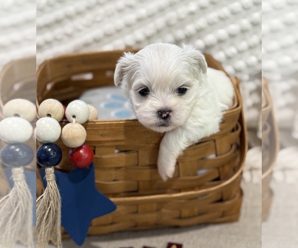 Medium Photo #5  Breeder Profile in HTFD, CT, USA