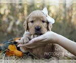 Small breeder photo