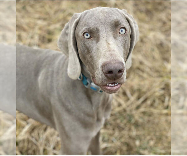 Medium Photo #4  Breeder Profile in CLARION, PA, USA
