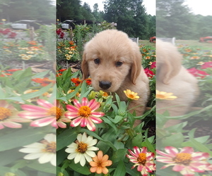Main photo of Golden Retriever Dog Breeder near HONEA PATH, SC, USA
