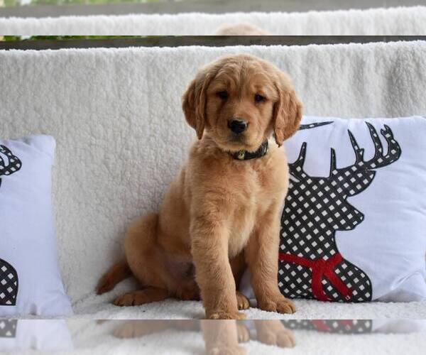 Medium Photo #1  Breeder Profile in DUPONT, IN, USA