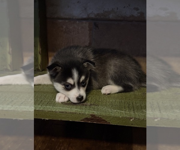 Medium Photo #40  Breeder Profile in STAPLES, MN, USA