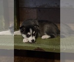 Small #39 Breeder Profile image