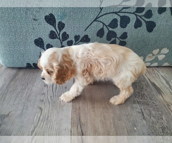Medium Photo #5  Breeder Profile in MESA, AZ, USA