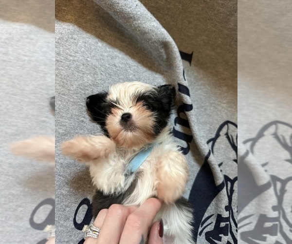 Medium Photo #7  Breeder Profile in HARRISBURG, PA, USA