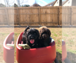 Small #6 Breeder Profile image