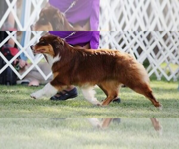 Medium Photo #1  Breeder Profile in , , USA