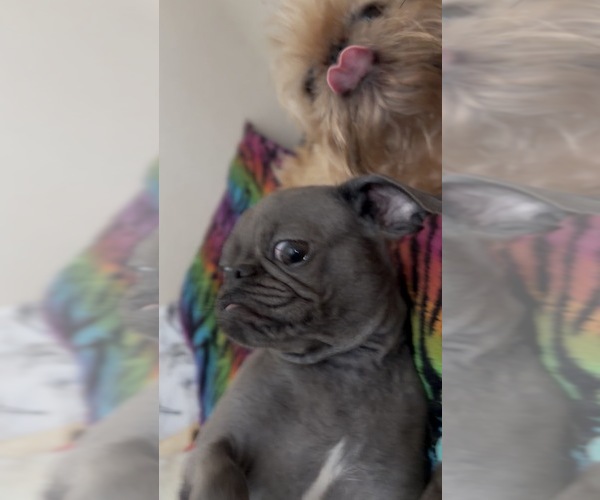 Medium Photo #5  Breeder Profile in SPRING BRANCH, TX, USA