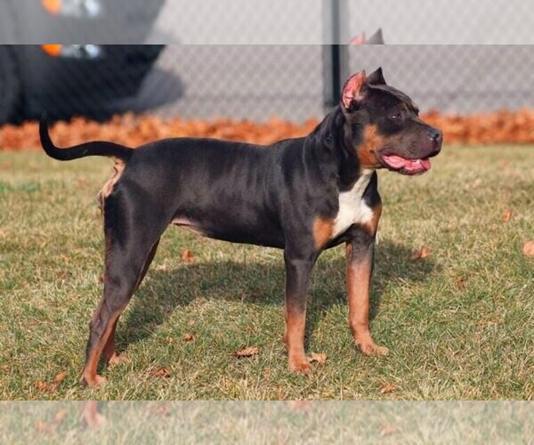 Medium Photo #1  Breeder Profile in DETROIT, MI, USA