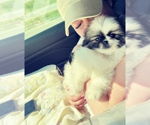 Pekingese Dog Breeder near CARY, NC, USA
