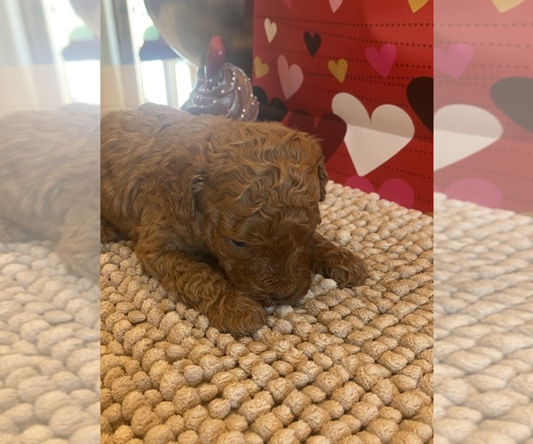 Medium Photo #2  Breeder Profile in ALBEMARLE, NC, USA