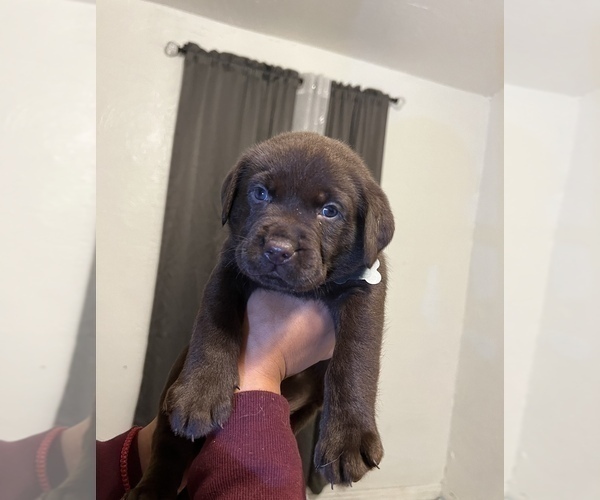 Medium Photo #1  Breeder Profile in DOWNEY, CA, USA