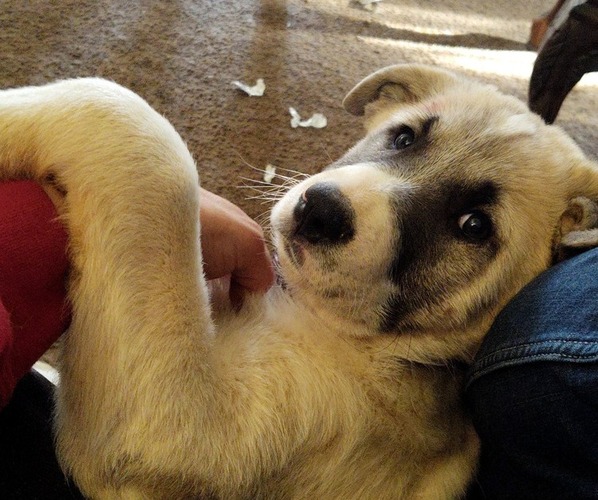 Medium Photo #1  Breeder Profile in JONESBORO, GA, USA