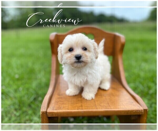 Medium Photo #3  Breeder Profile in NIANGUA, MO, USA