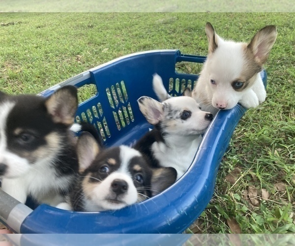 Medium Photo #22  Breeder Profile in BRANDON, FL, USA