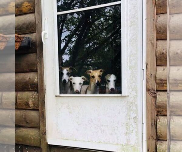 Medium Photo #1  Breeder Profile in OVERTON, TX, USA