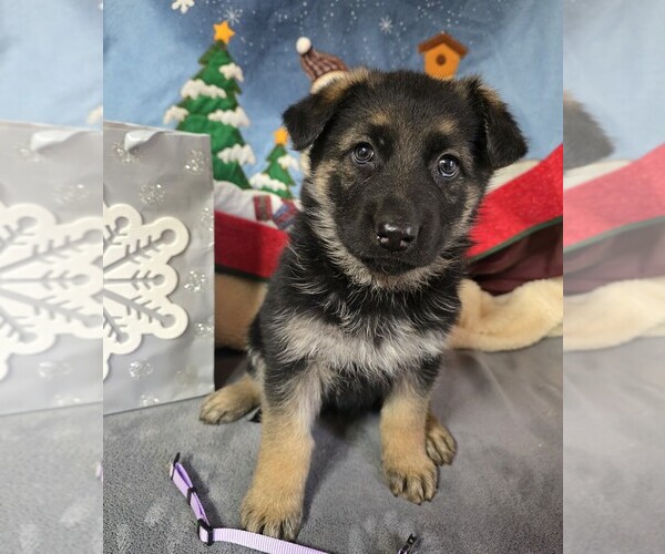 Medium Photo #2  Breeder Profile in WALHONDING, OH, USA