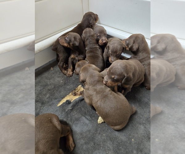 Medium Photo #16  Breeder Profile in COLUMBIA CITY, IN, USA