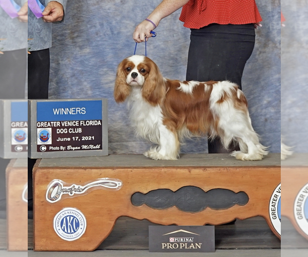Medium Photo #4  Breeder Profile in MIAMI, FL, USA