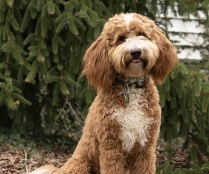 Goldendoodle Dog Breeder near NEWARK, OH, USA