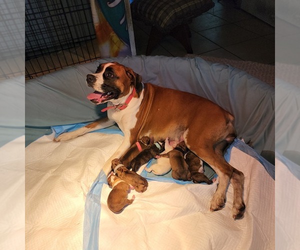 Medium Photo #1  Breeder Profile in THONOTOSASSA, FL, USA