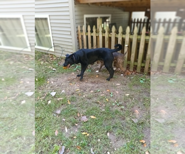 Medium Photo #2  Breeder Profile in ALLEGAN, MI, USA