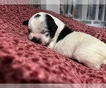 Small #9 Breeder Profile image