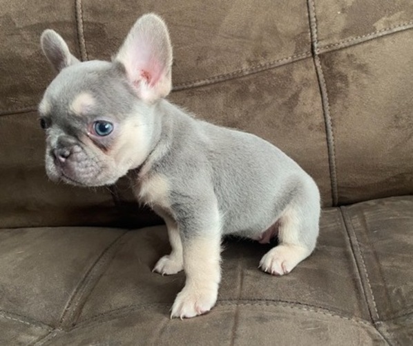 Medium Photo #1  Breeder Profile in HOUSTON, TX, USA