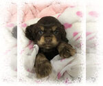 Small #45 Breeder Profile image