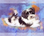 Small breeder photo
