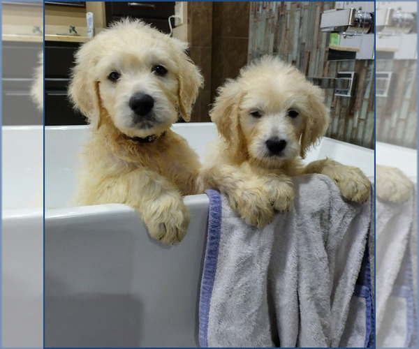 Medium Photo #2  Breeder Profile in ATHENS, TN, USA