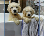 Small #1 Breeder Profile image