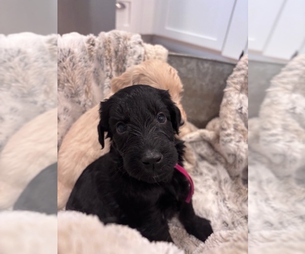 Medium Photo #8  Breeder Profile in ANDERSON, CA, USA