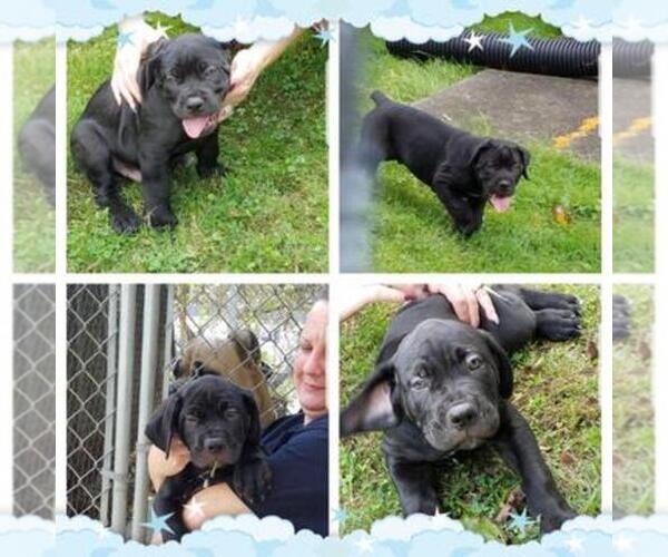 Medium Photo #1  Breeder Profile in NEW CASTLE, PA, USA