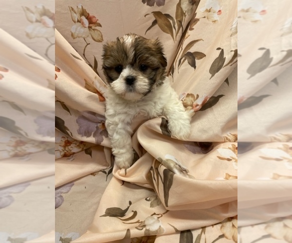 Medium Photo #6  Breeder Profile in HENNIKER, NH, USA