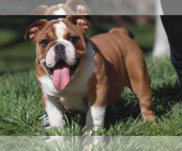 Medium Photo #5  Breeder Profile in FALLBROOK, CA, USA