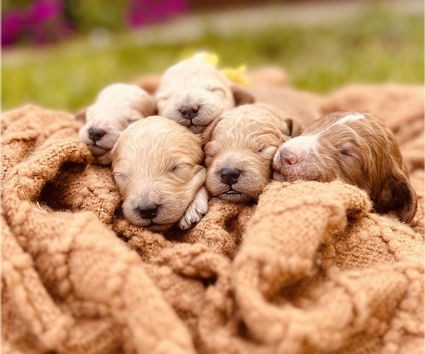 Medium Photo #1  Breeder Profile in DENTON, NC, USA