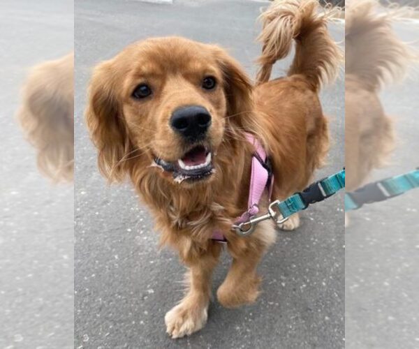 Medium Photo #11  Breeder Profile in Aylmer, Ontario, Canada