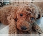 Small #75 Breeder Profile image