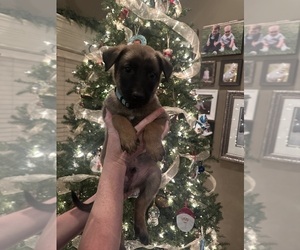 Belgian Malinois Dog Breeder near ATHENS, AL, USA