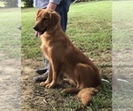 Small #13 Breeder Profile image